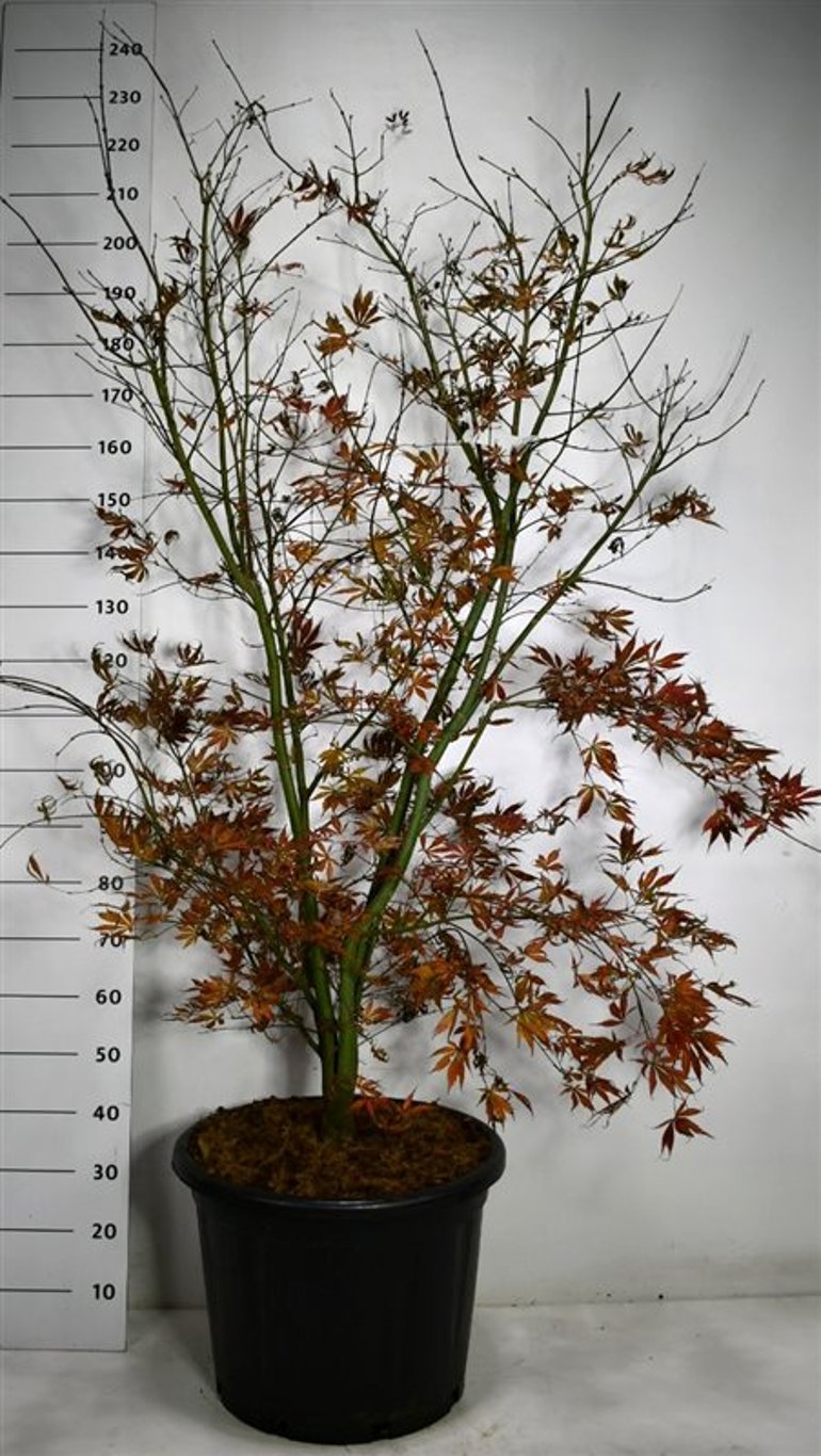 Acer pal. 'Summer Sunset' - C60 150-175 CM